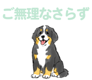 843388567