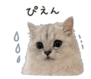 843397813