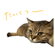 843397994