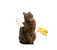 843398006