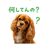 843401668