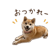 843404137