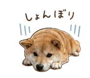 843404145