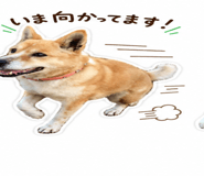 843405151