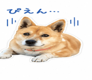 843405152