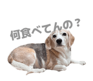 843408833