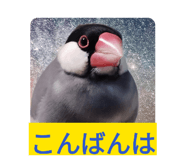 843410855