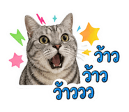 843411919