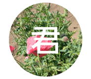 843415726