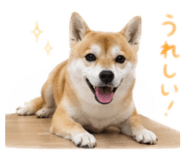 843419847