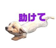 843419923