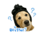 843423217