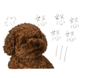 843433234