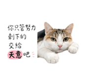 843433817