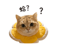 843434977