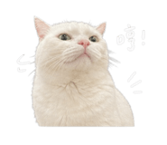 843436953