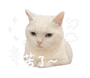 843436954