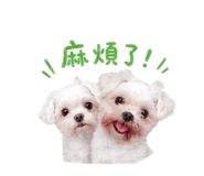 843437428