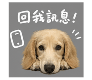 843441089