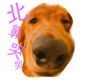 84344859