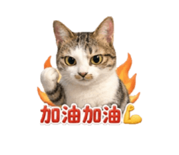843464426