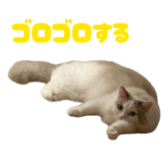 843467411