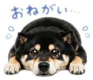 843467708