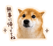 843467745