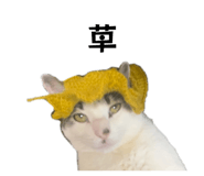 843468306