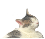 843468308