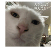 843471411