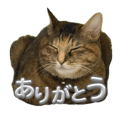 843505477