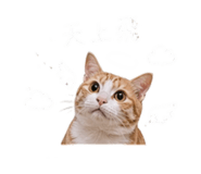 843523272