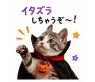 843525325