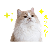 843528980