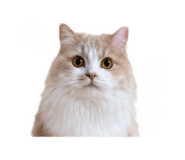 843528987