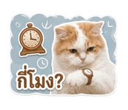 843538084
