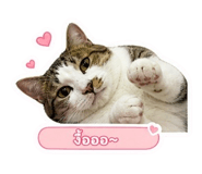 843538403