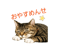 843538856
