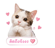 843550020