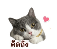 843551156