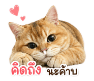 843551244
