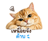 843551250