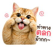 843551253