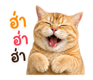 843551254