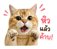 843551257