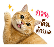 843551262