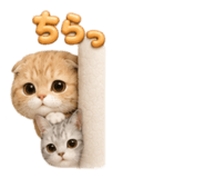 843553873