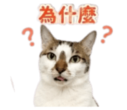 843555554