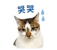 843555557